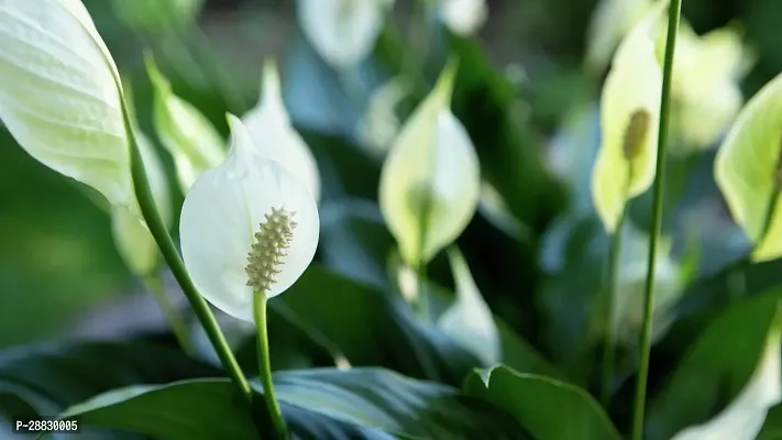 Baishnab  Peace Lily Flower Plant P25 Peace Lily-thumb0