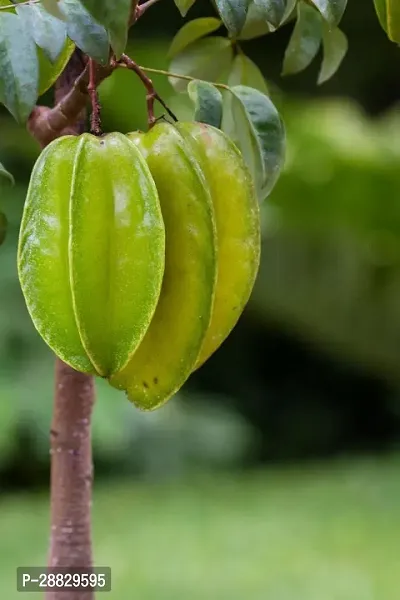 Baishnab  Grafted Star Fruit B62 Star Fruit Caram