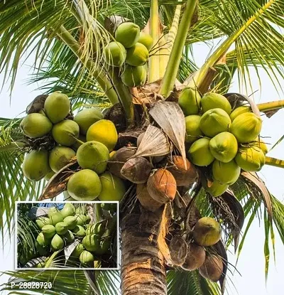 Baishnab  Premium Coconut Live Plant CF50 Coconut