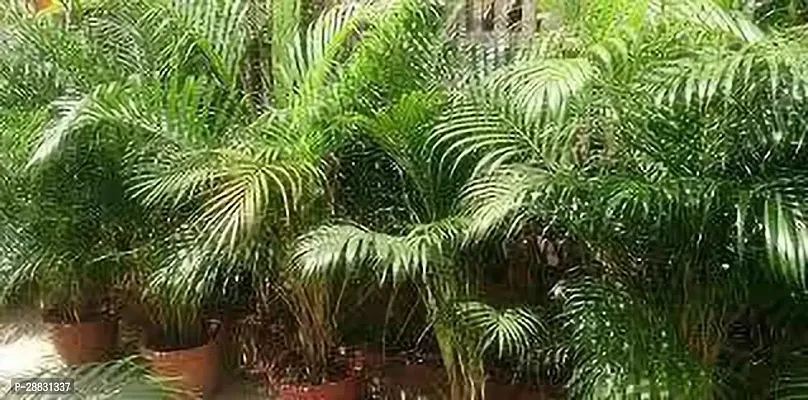 Baishnab  odisha plam plant China Palm Plant-thumb0