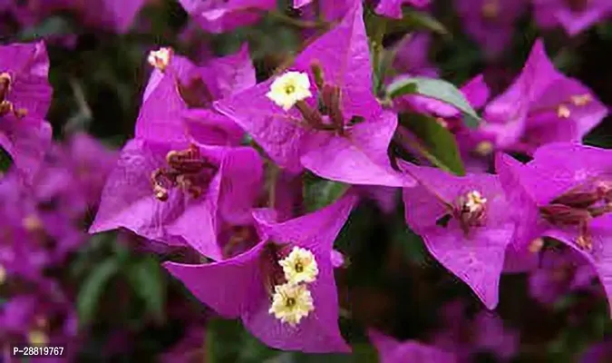 Baishnab  bxb11 Bougainvillea Plant