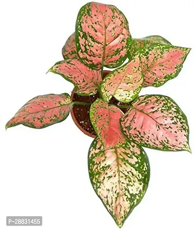 Baishnab  Pink Aglaonema Live Plant Aglaonema Plant-thumb0