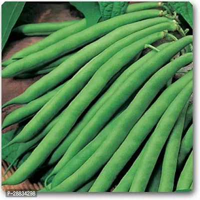 Baishnab bean seed 50 per packet wwKD 107950PIECE