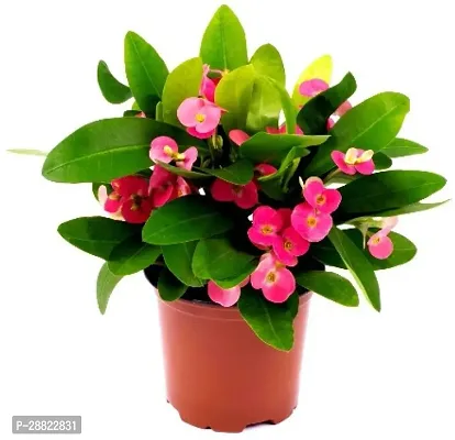 Baishnab  Live Euphorbia Milli  Flower Plant-thumb0