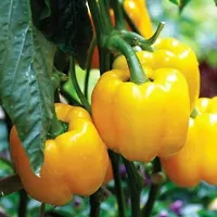 Baishnab Capsicum seed v 50prpkCapsicum Yellow Organic Vegetable Seeds50PIECE-thumb1