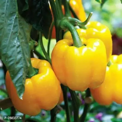 Baishnab Capsicum seed v 50prpkCapsicum Yellow Organic Vegetable Seeds50PIECE-thumb2