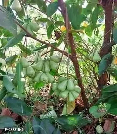 Baishnab  Thai water apple plant ZZ Plant