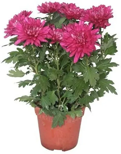 Best Selling Plant & Planters 