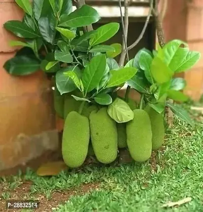 Baishnab  Baromasi jackfruit plant Jackfruit Plant