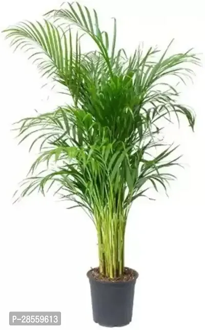 Baishnab Areca Palm Areca Palm ar16