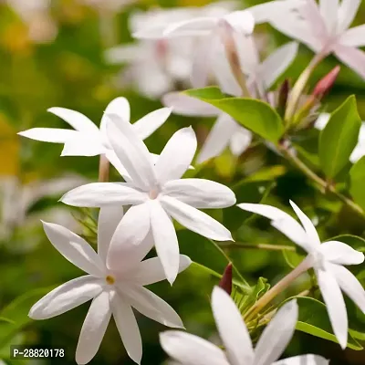 Baishnab  jasmine93 Jasmine Plant-thumb0