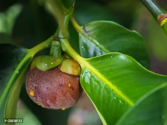 Baishnab  Mangosteen Fruit Plant MP002 Mangosteen