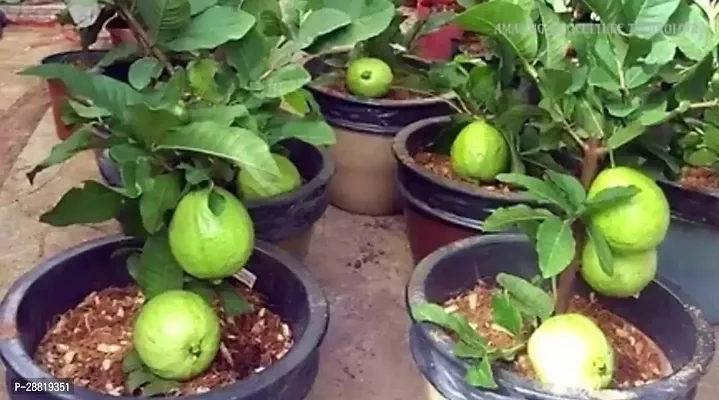 Baishnab  Guava Plant  Pakishtani AmrudGuava Plan