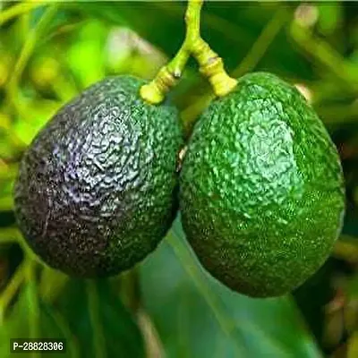 Baishnab  Reed Avocado Live PlantCF15 Avocado Pla