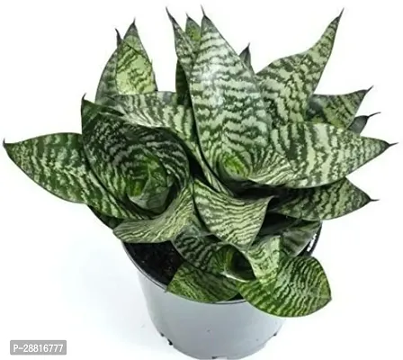 Baishnab  snake h8 Snake Plant