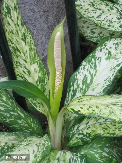 Baishnab  Aglaonema Plant 035 Aglaonema Plant