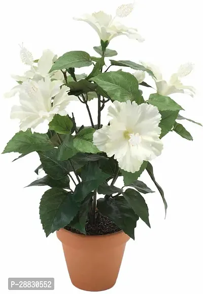 Baishnab  hibiscus white live flower plant with pot-thumb0