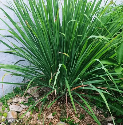 Baishnab  lemon grass plant L3 Lemon Grass Plant-thumb0