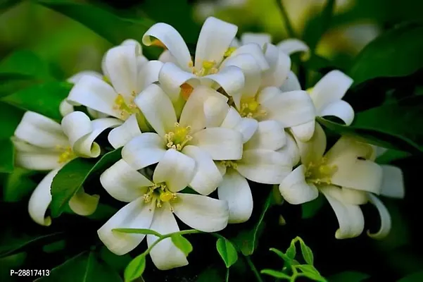 Baishnab  Kamini Plant Night Bloom Jasmine Plant-thumb0