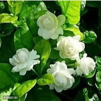 Baishnab  PNACN702 Jasmine Plant-thumb0