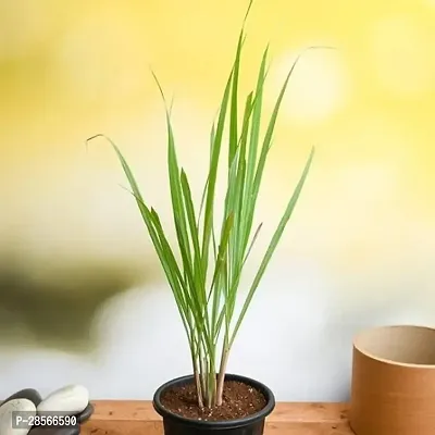 Baishnab Lemon Grass Plant Lemon grass Plant-thumb0