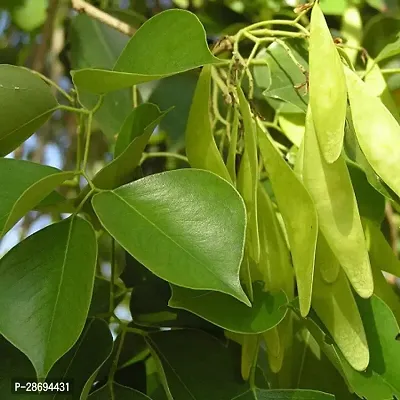 Baishnab Sheesum Plant Sheesum Tree Plant-thumb0