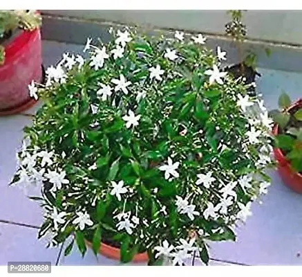 Baishnab  Jasmine Plant9 Jasmine Plant