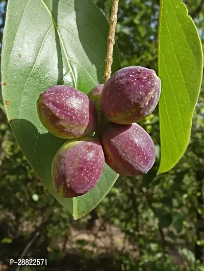 Baishnab  Almond Plant AGZQ1CFA34 Almond Plant