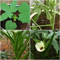 Baishnab Earth Seeds P89BHINDI28100PIECE-thumb2