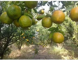 Baishnab Orange Plant NAGPUR ORANGE PLANT-thumb1