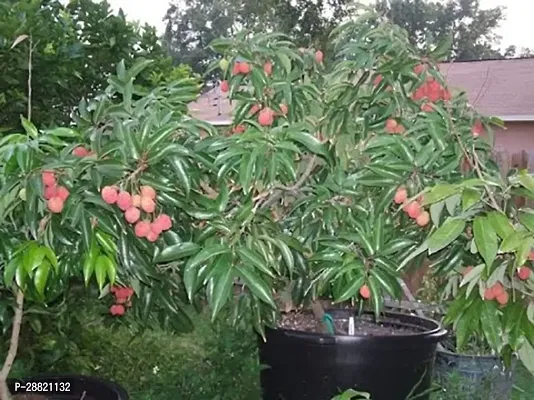 Baishnab  Gardens Lychee Litchi Lichi Fruit Tree Pl