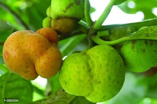 Baishnab Jackfruit Plant Monkey Jack , Deyoa Fruit Bangladeshi Rare Exotic Fruits.