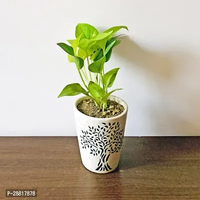 Baishnab  Money plant 50 Money Plant-thumb0