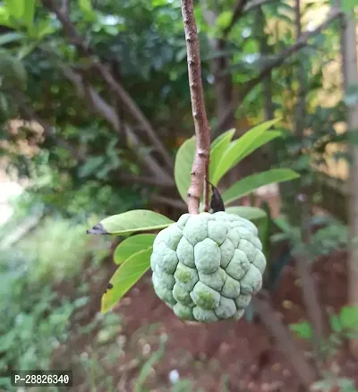 Baishnab  Custard Apple Live Plant CF0082 Custard