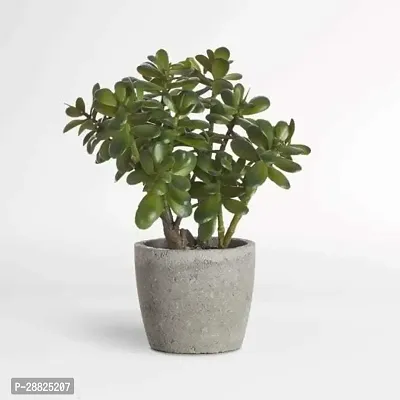 Baishnab  jr11 Jade Plant-thumb0