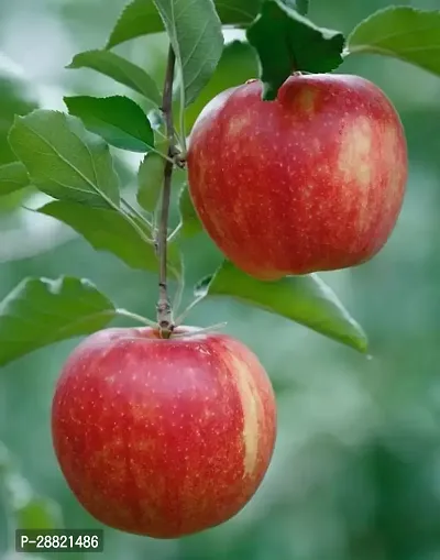 Baishnab  Treeland apple plant Elephant Apple Plant