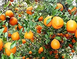 Baishnab Orange Plant Orange Plant-thumb1