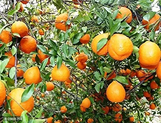 Baishnab Orange Plant Orange Plant-thumb2