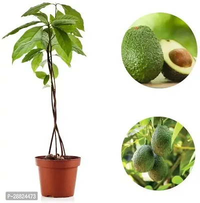 Baishnab  Reed Avocado Live PlantCF18 Avocado Pla