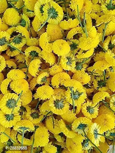 Baishnab Marigold flower seed 15 per packetrbMarigold Hybrid Flower Seeds    m6915PIECE-thumb2