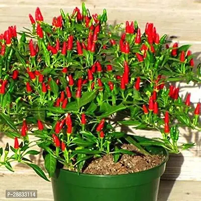 Baishnab Earth Seeds P203Chilli Seeds 78100PIECE