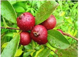 Baishnab Guava Plant VG- Rare Red STRAWBERRY GUAVA Plant-thumb1