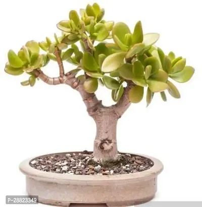 Baishnab  Crassula Plant32 Crassula Bonsai Plant-thumb0