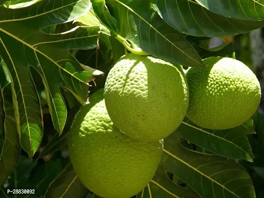 Baishnab  Bread Fruit Plant BF8 Breadfruit Plant-thumb0