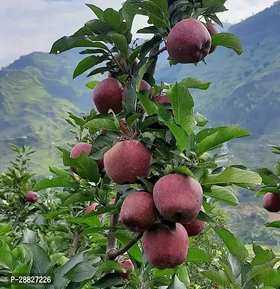 Baishnab  High Yield Kashmiri Red  Apple PlantCF01-thumb0