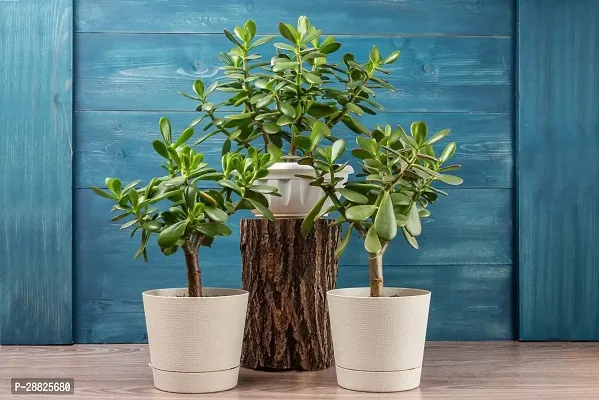 Baishnab  Jade Live Plant Good Luck Plant CF1021