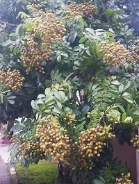 Baishnab Litchi Plant Longan Fruit Plants-thumb1