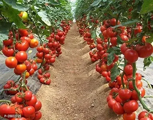 Baishnab Earth Seeds R 93Tomato Seeds 6675PIECE-thumb0