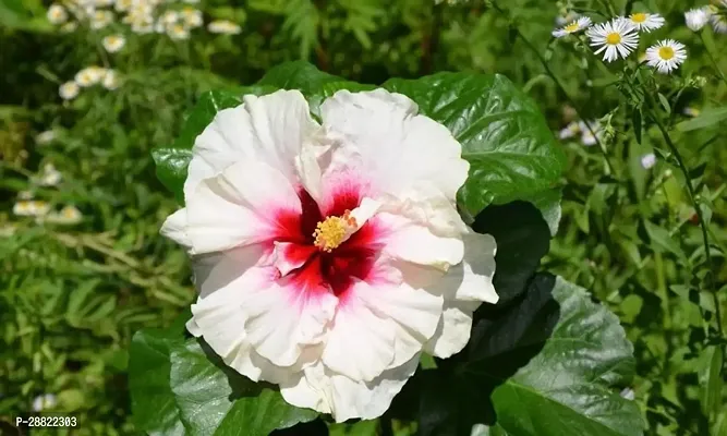 Baishnab  White Hibiscus Plant CFA172 Hibiscus Pla-thumb0