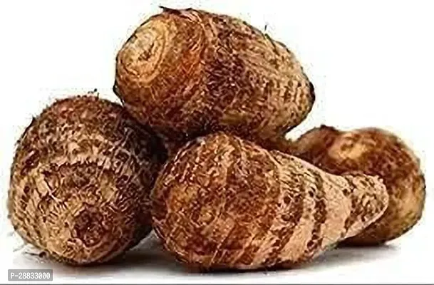 Baishnab Arabi Beej seed 9 per packetTaro Root   Arbi   Dasheen   Eddoes Vegetable Bulbs    T37069PIECE-thumb0